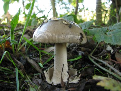 Paddenstoelen in De Roomakker te Tielrode (Deel I)