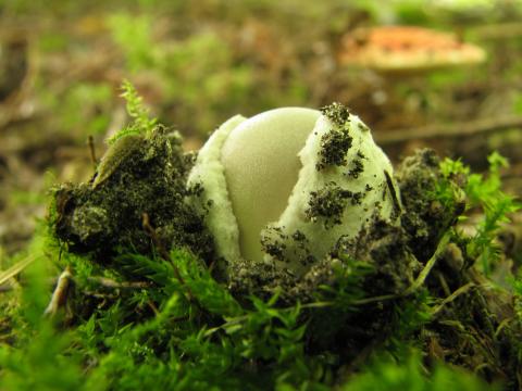 Paddenstoelen in De Roomakker te Tielrode (Deel I)