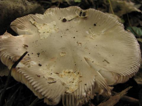 Paddenstoelen in De Roomakker te Tielrode (Deel I)