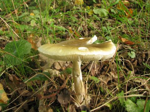 Paddenstoelen in De Roomakker te Tielrode (Deel I)