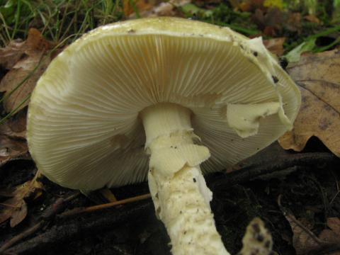 Paddenstoelen in De Roomakker te Tielrode (Deel I)