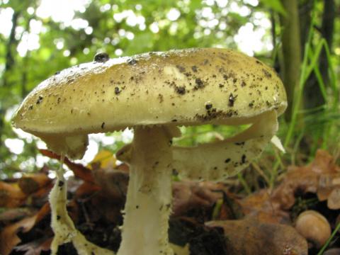 Paddenstoelen in De Roomakker te Tielrode (Deel I)