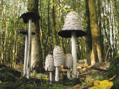 Paddenstoelen in De Roomakker te Tielrode (Deel I)