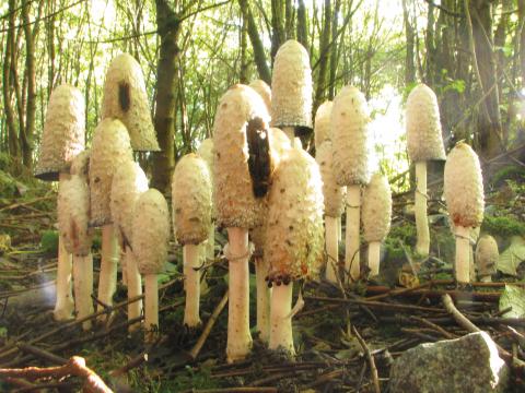 Paddenstoelen in De Roomakker te Tielrode (Deel I)