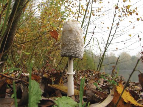 Paddenstoelen in De Roomakker te Tielrode (Deel I)