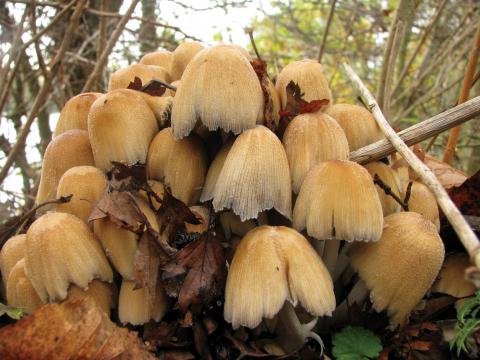 Paddenstoelen in De Roomakker te Tielrode (Deel I)