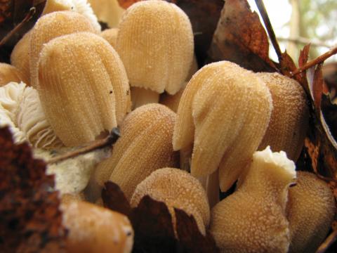 Paddenstoelen in De Roomakker te Tielrode (Deel I)