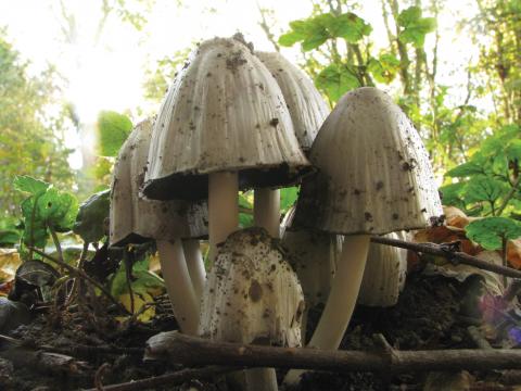 Paddenstoelen in De Roomakker te Tielrode (Deel I)