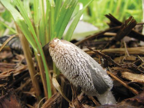 Paddenstoelen in De Roomakker te Tielrode (Deel I)