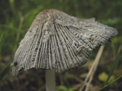 Paddenstoelen in De Roomakker te Tielrode (Deel I)