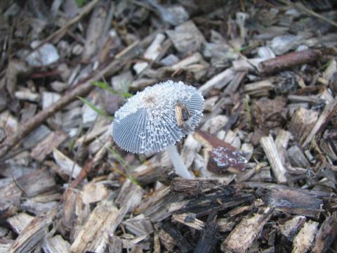 Paddenstoelen in De Roomakker te Tielrode (Deel I)