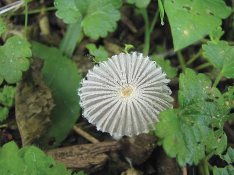 Paddenstoelen in De Roomakker te Tielrode (Deel I)