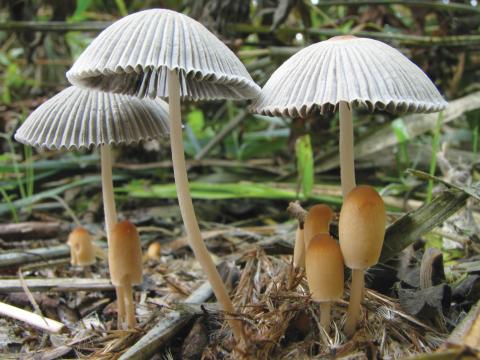 Paddenstoelen in De Roomakker te Tielrode (Deel I)