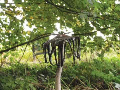 Paddenstoelen in De Roomakker te Tielrode (Deel I)