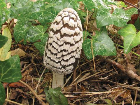 Paddenstoelen in De Roomakker te Tielrode (Deel I)