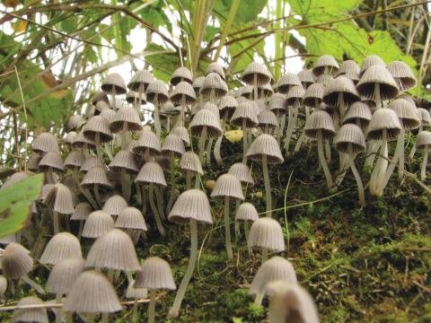 Paddenstoelen in De Roomakker te Tielrode (Deel I)