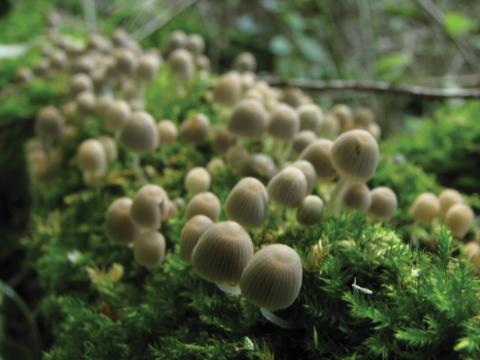 Paddenstoelen in De Roomakker te Tielrode (Deel I)