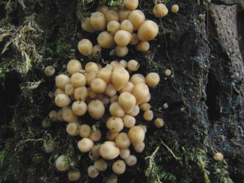 Paddenstoelen in De Roomakker te Tielrode (Deel I)