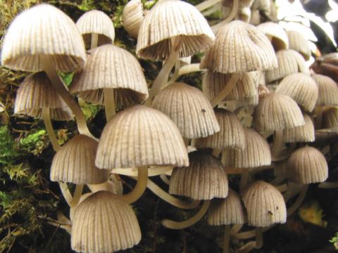 Paddenstoelen in De Roomakker te Tielrode (Deel I)