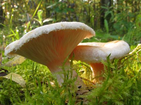 Paddenstoelen in De Roomakker te Tielrode (Deel I)