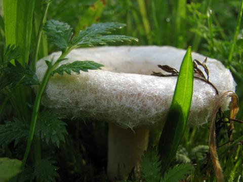 Paddenstoelen in De Roomakker te Tielrode (Deel I)