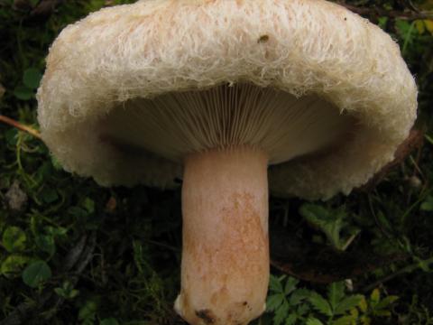 Paddenstoelen in De Roomakker te Tielrode (Deel I)