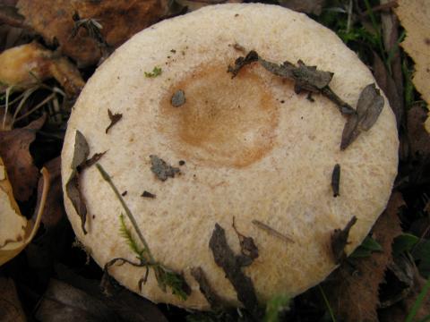 Paddenstoelen in De Roomakker te Tielrode (Deel I)