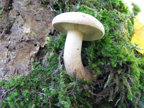 Paddenstoelen in De Roomakker te Tielrode (Deel I)