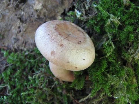 Paddenstoelen in De Roomakker te Tielrode (Deel I)