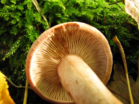 Paddenstoelen in De Roomakker te Tielrode (Deel I)