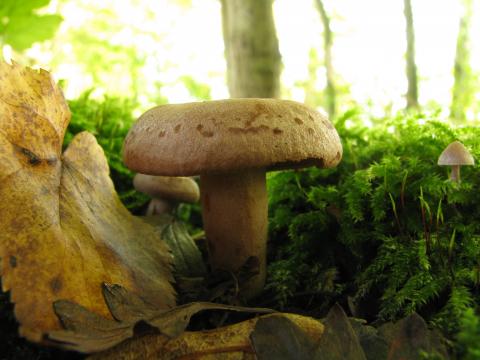 Paddenstoelen in De Roomakker te Tielrode (Deel I)