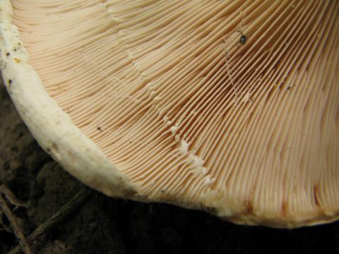 Paddenstoelen in De Roomakker te Tielrode (Deel I)