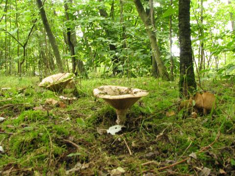 Paddenstoelen in De Roomakker te Tielrode (Deel I)