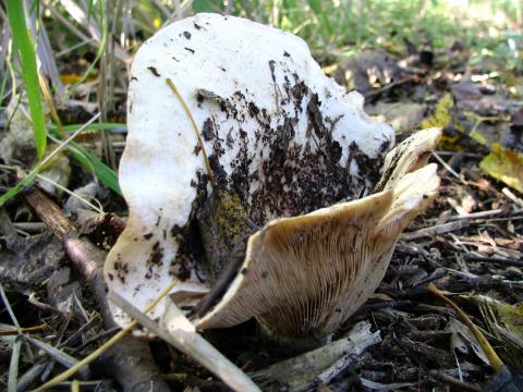 Paddenstoelen in De Roomakker te Tielrode (Deel I)