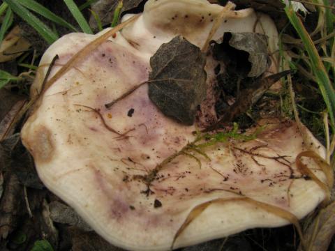 Paddenstoelen in De Roomakker te Tielrode (Deel I)