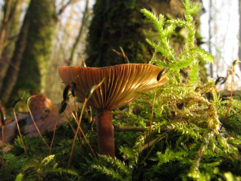 Paddenstoelen in De Roomakker te Tielrode (Deel I)