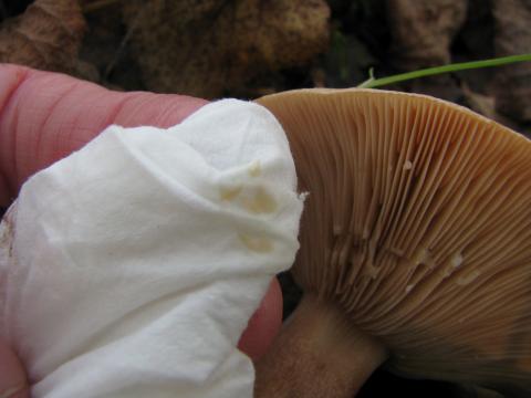 Paddenstoelen in De Roomakker te Tielrode (Deel I)