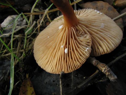 Paddenstoelen in De Roomakker te Tielrode (Deel I)