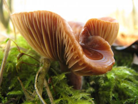 Paddenstoelen in De Roomakker te Tielrode (Deel I)