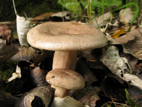 Paddenstoelen in De Roomakker te Tielrode (Deel I)