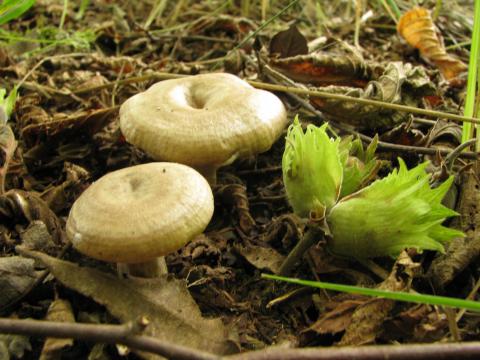 Paddenstoelen in De Roomakker te Tielrode (Deel I)