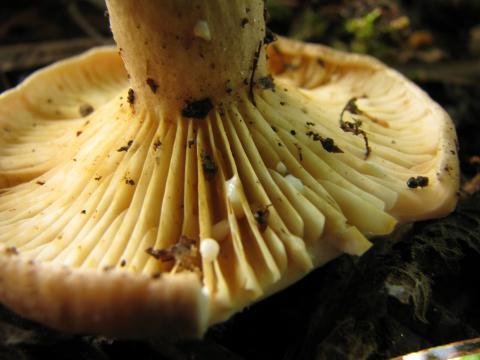 Paddenstoelen in De Roomakker te Tielrode (Deel I)