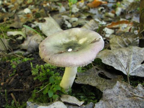 Paddenstoelen in De Roomakker te Tielrode (Deel I)