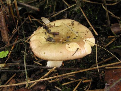 Paddenstoelen in De Roomakker te Tielrode (Deel I)