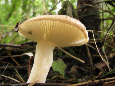 Paddenstoelen in De Roomakker te Tielrode (Deel I)