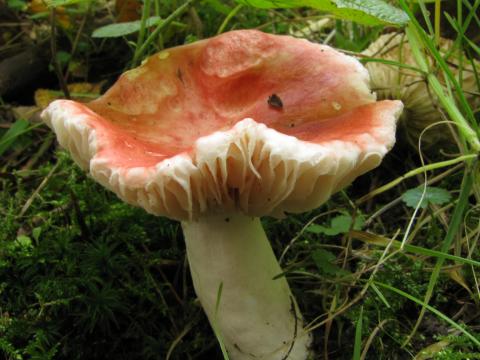 Paddenstoelen in De Roomakker te Tielrode (Deel I)