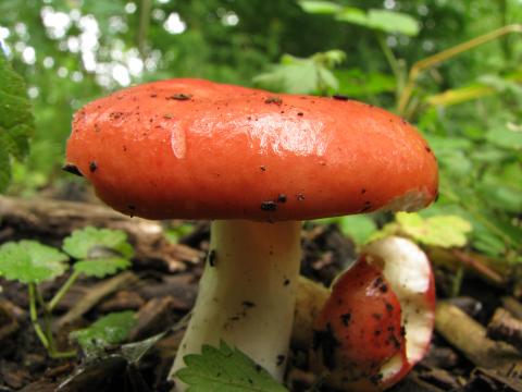 Paddenstoelen in De Roomakker te Tielrode (Deel I)