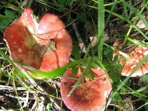 Paddenstoelen in De Roomakker te Tielrode (Deel I)