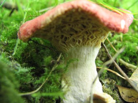 Paddenstoelen in De Roomakker te Tielrode (Deel I)