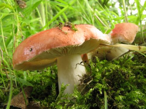 Paddenstoelen in De Roomakker te Tielrode (Deel I)